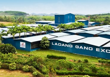 Organik Ganoderma Tarımı