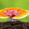 Ganoderma Nedir