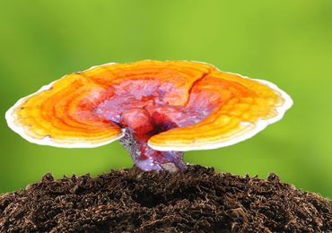 Ganoderma Nedir